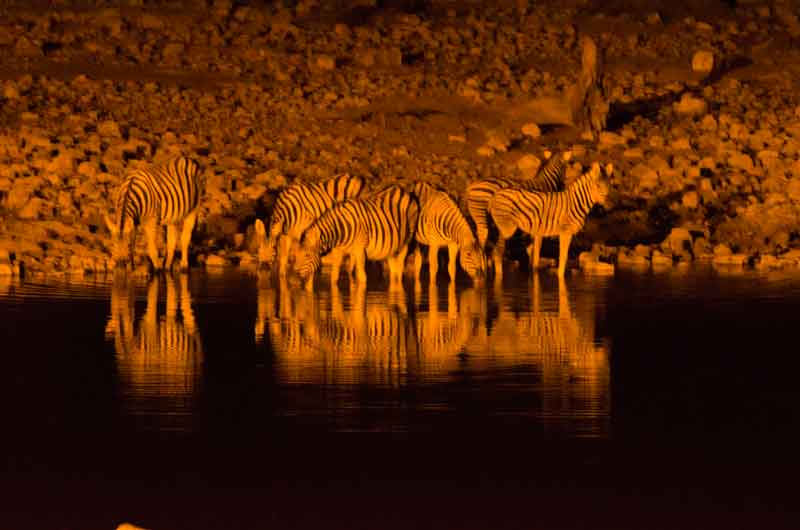Cebra - parque nacional de Etosha - Namibia 9.jpg